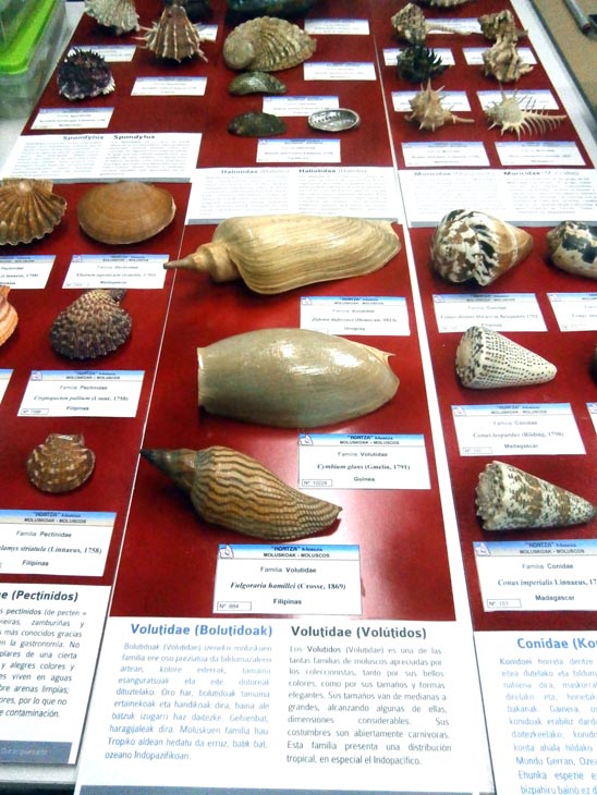 Exposición de moluscos museo