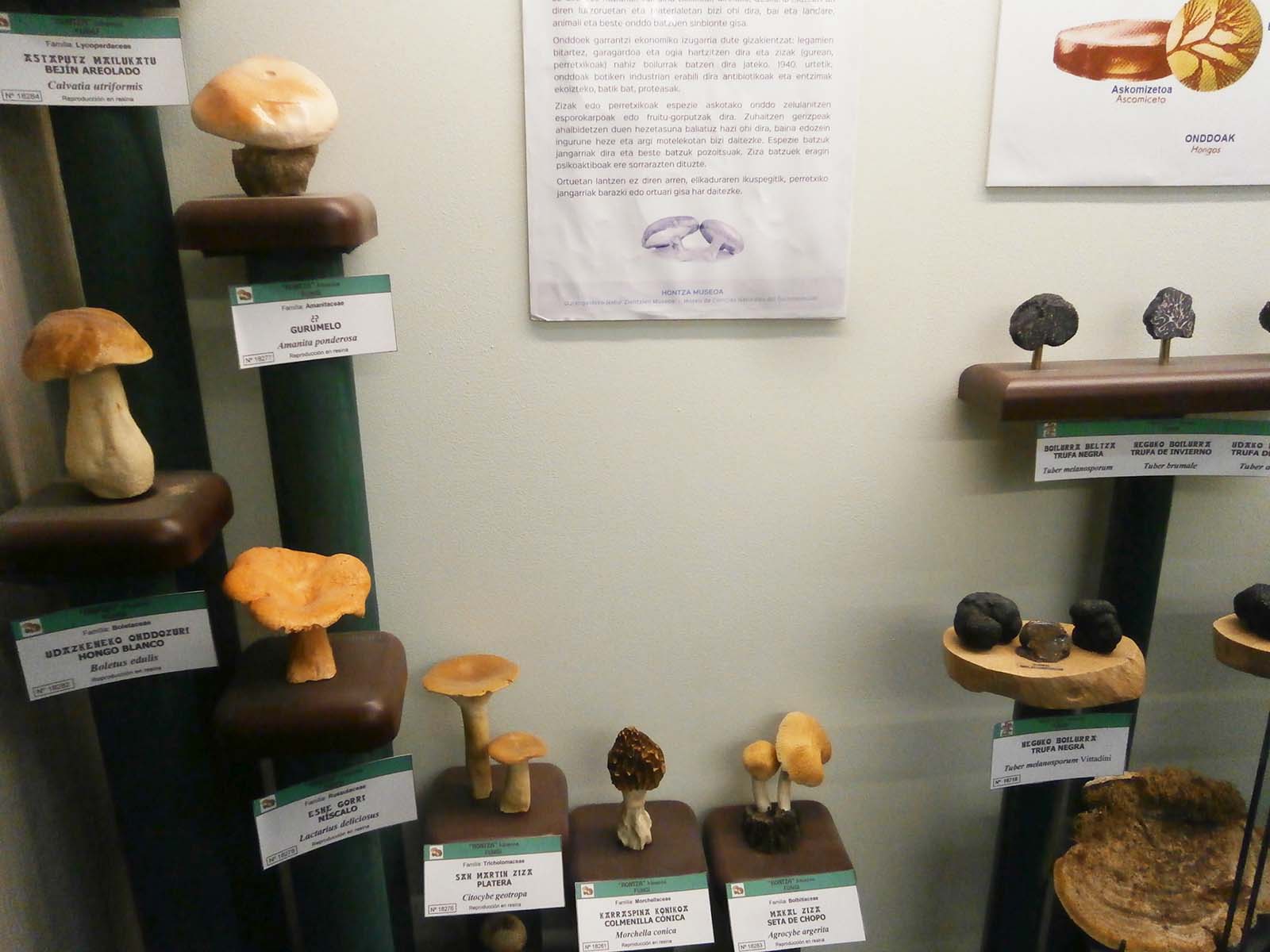 Museo Fungi hongos bizkaia