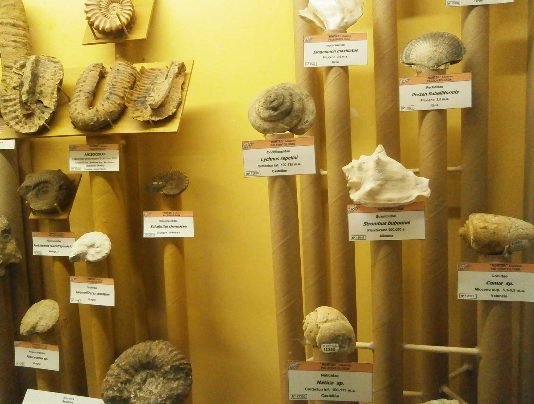 Exposición de paleontología