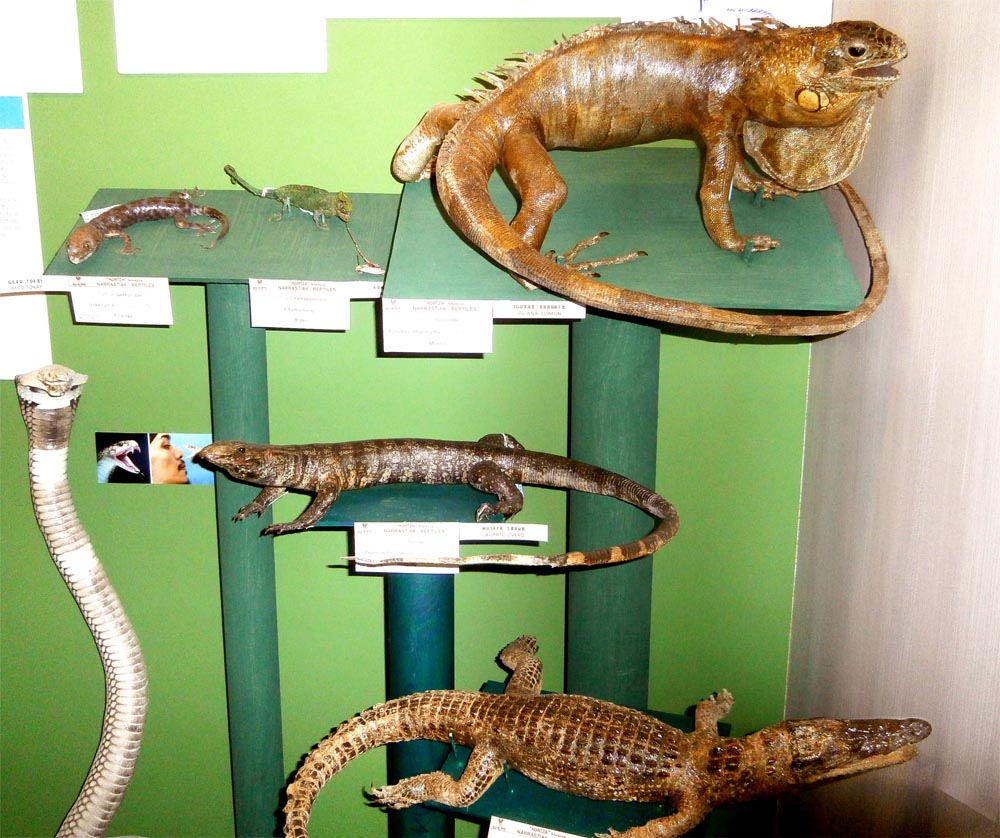 exposición de reptiles